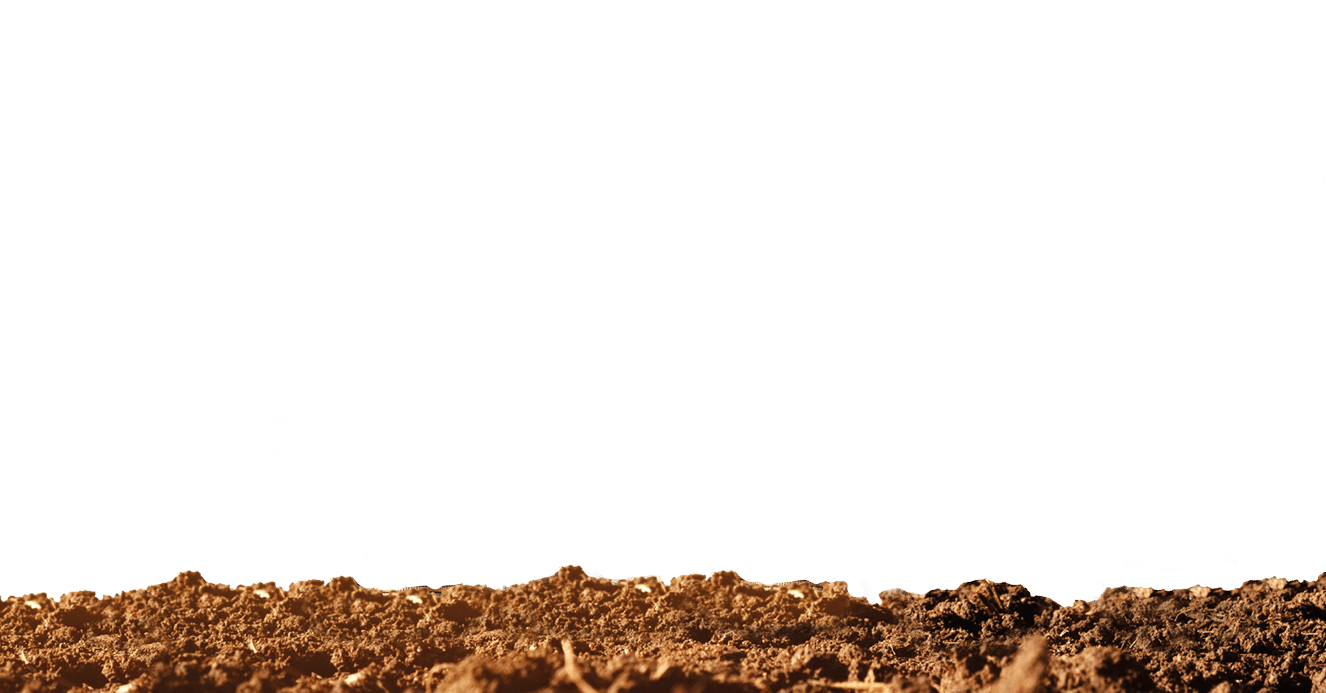 Plant glowing on coins stacking with greenery background and sunlight Financial and investment concept 